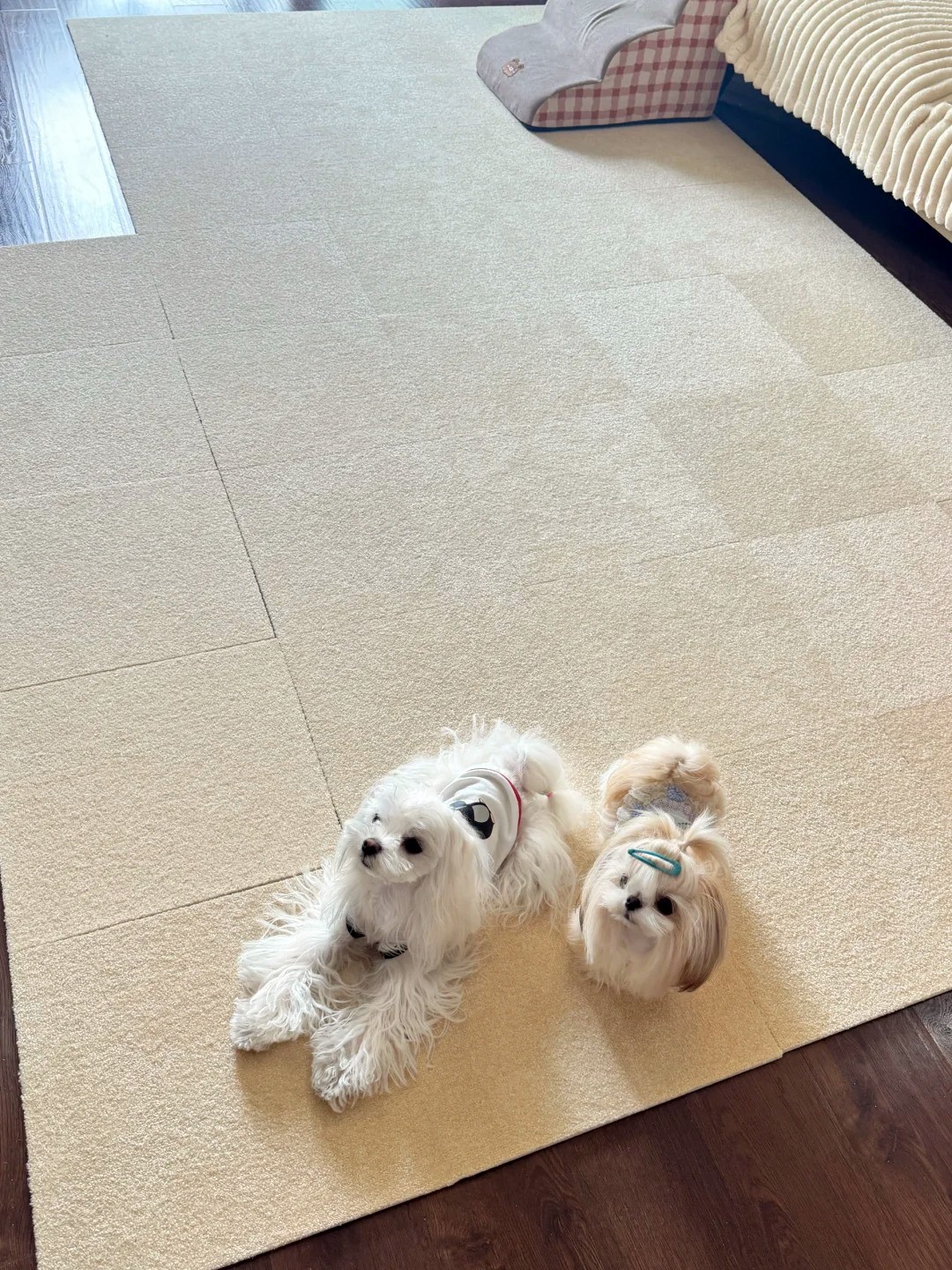 養寵裝修,寵物家庭裝修,養寵裝修選材 養寵裝修,寵物家庭裝修,養寵裝修選材