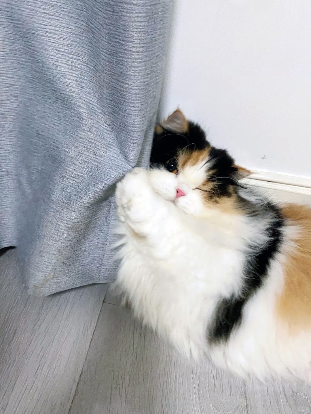 養寵裝修,寵物家庭裝修,養寵裝修選材 養寵裝修,寵物家庭裝修,養寵裝修選材